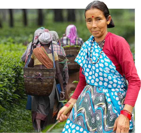 A Legacy Rooted in Assam